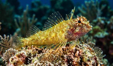 Abel’s Triplefin