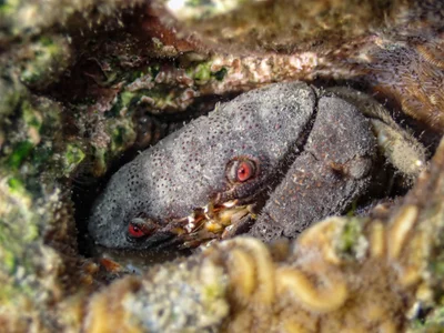 Felted Reef Crab