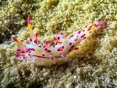Aegires Villosus