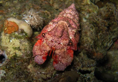Aesop Slipper Lobster