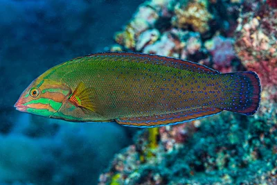 African Coris