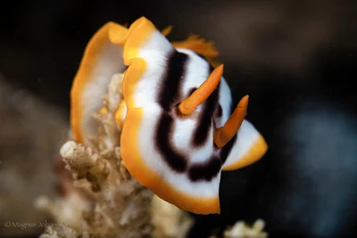 African Rainbow Dorid