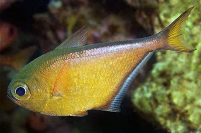 African Silver Sweeper