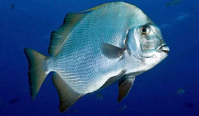 African Spadefish