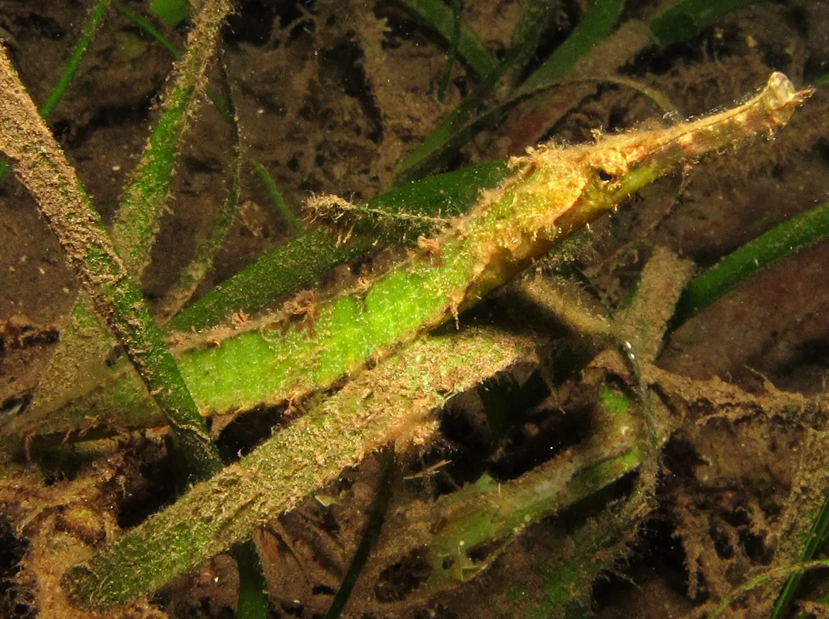 Alligator Pipefish