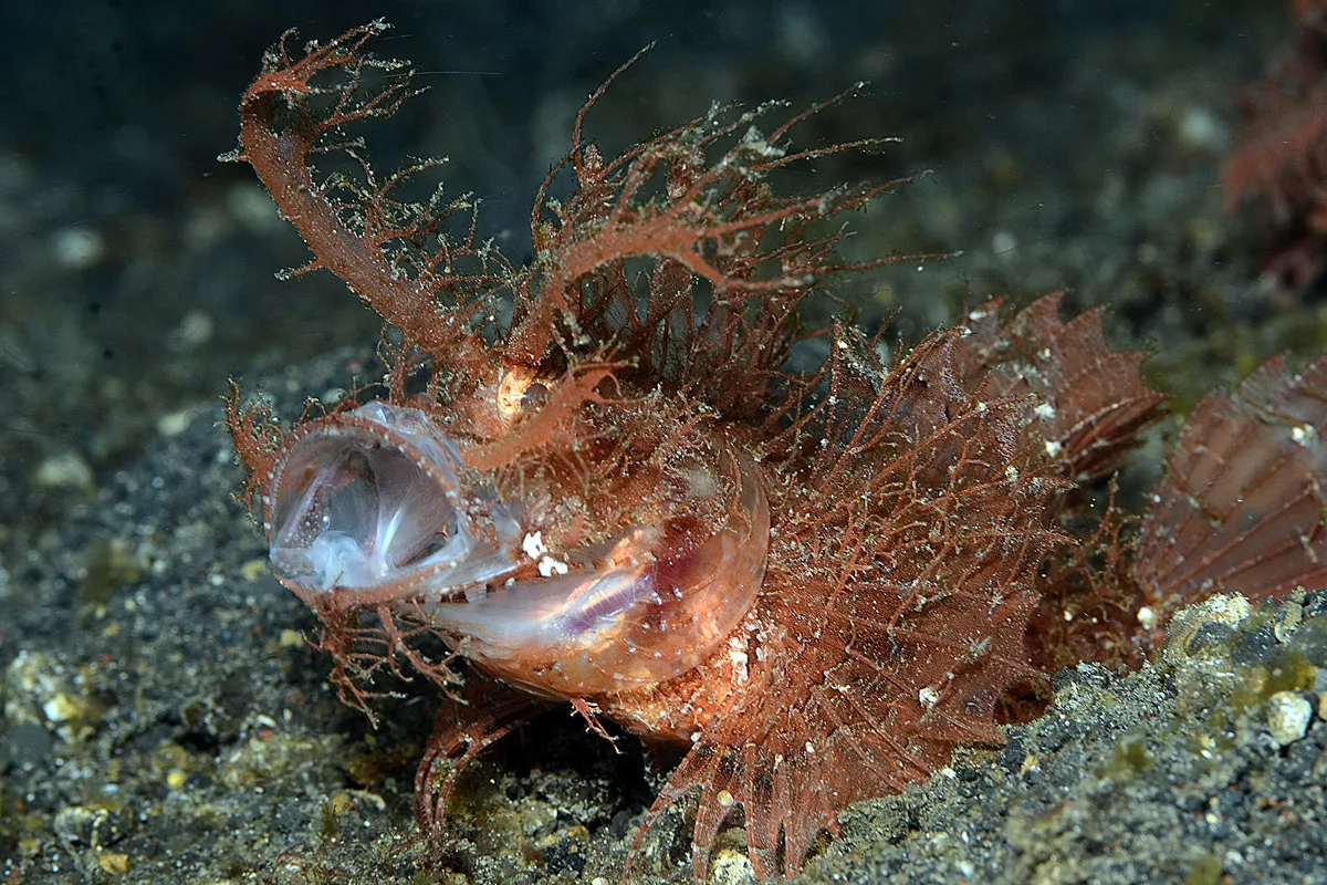 Ambon Scorpionfish