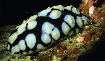 Amphitrite Wart Slug