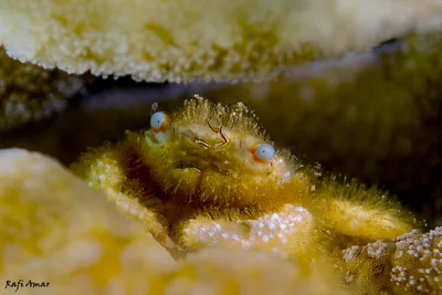 Andreossy's Coral Crab