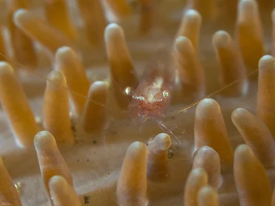 Anemone Shrimp