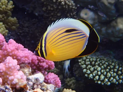 Arabian Butterflyfish