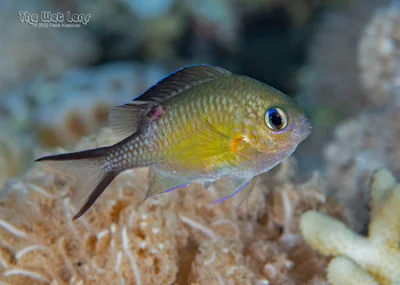 Arabian Chromis