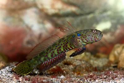 Arabian Goby