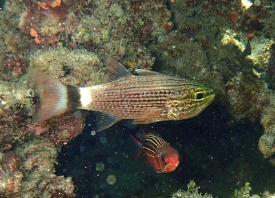 Arabic Cardinalfish