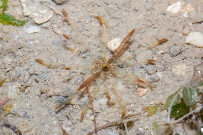 Armed Burrowing Anemone