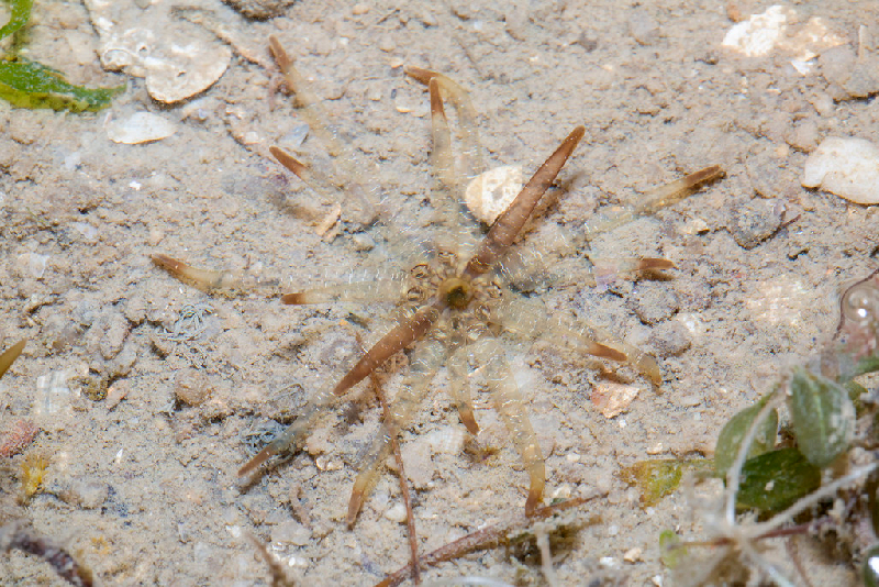Armed Burrowing Anemone (Scolanthus armatus) - dangerous marine animal in the Red Sea
