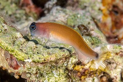 Aron’s Blenny