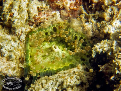 Ball-tipped Corallimorph