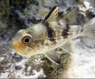 Banded Cardinalfish