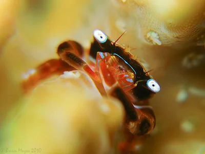Banded Coral Crab