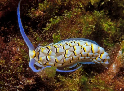 Banded Sand Aeolid