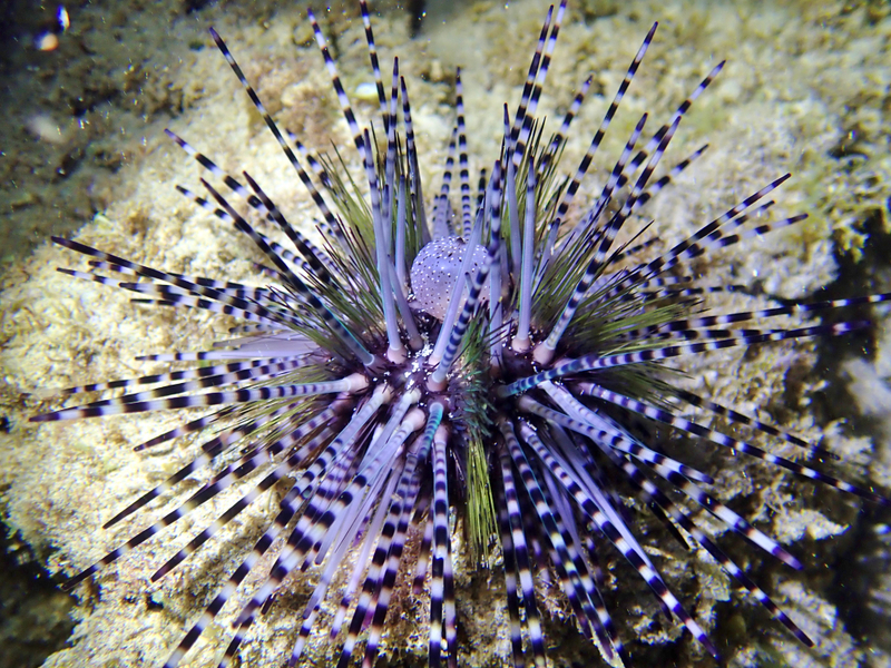 Banded Sea Urchin (Echinothrix calamaris) - dangerous marine animal in the Red Sea