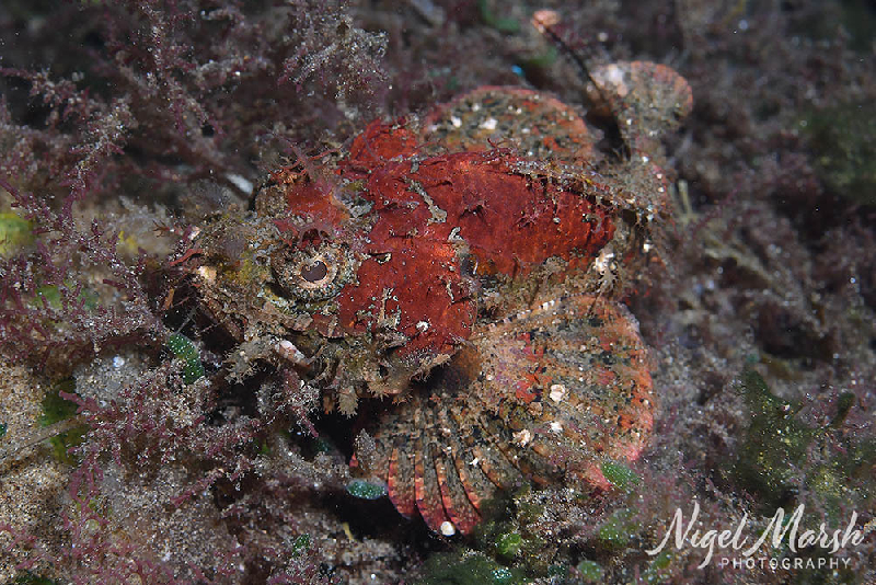 Bandedfin Scorpionfish (Scorpaenopsis vittapinna) - dangerous marine animal in the Red Sea