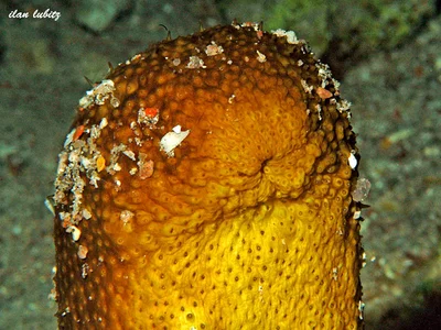 Bannwarth's Sea Cucumber