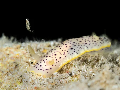 Baqe Chromodoris