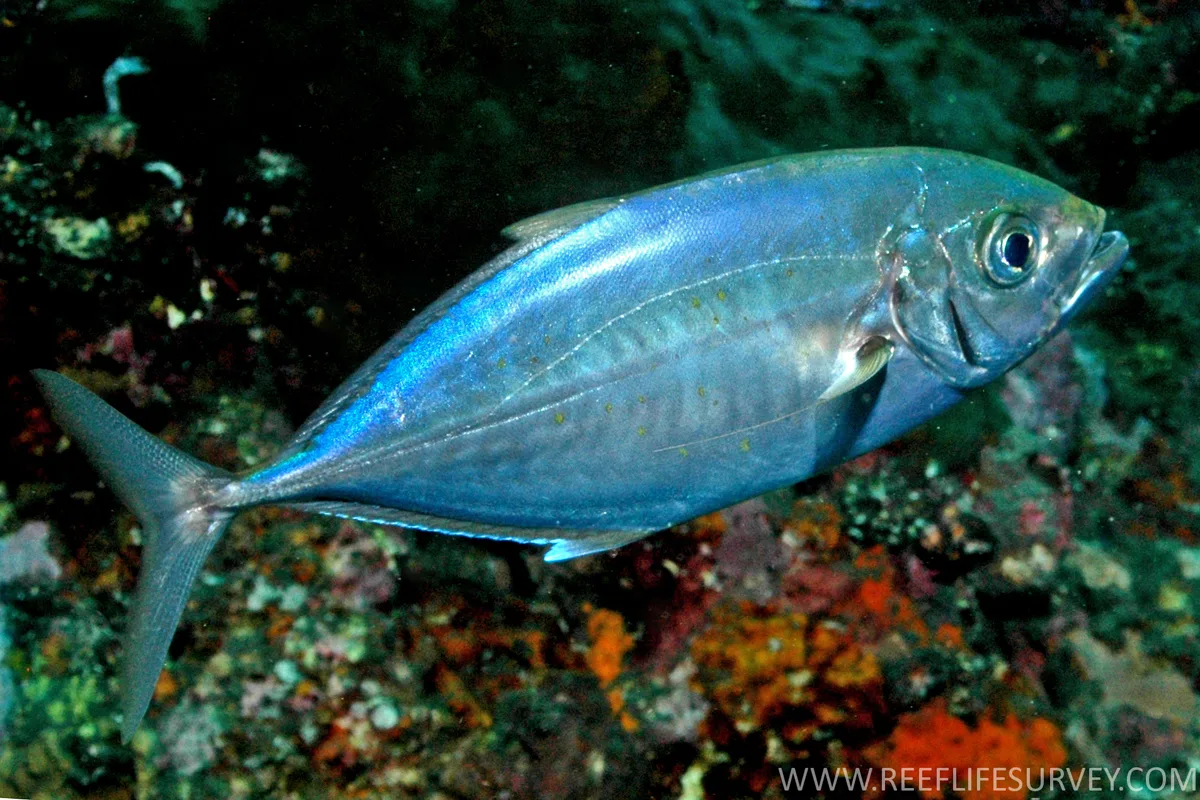 Barcheek Trevally
