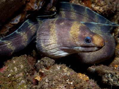Barred Moray