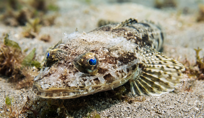 Bartail Flathead (Platycephalus indicus) - dangerous marine animal in the Red Sea