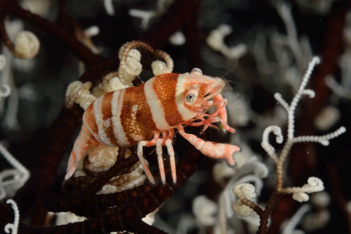 Basket Star Shrimp