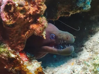 Bayer’s Moray