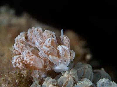 Beaded Soft Coral Eater