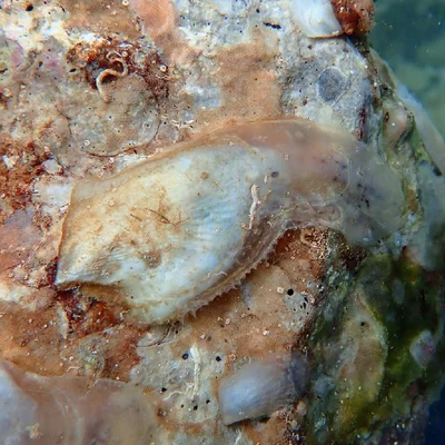 Bean Tree Oyster