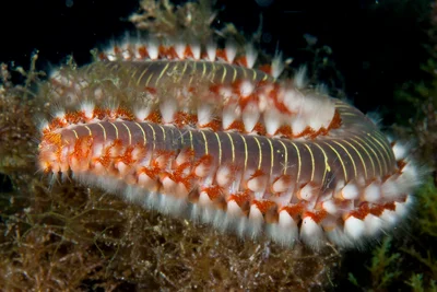 Bearded Fireworm