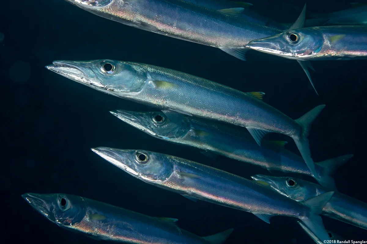 Bigeye Barracuda