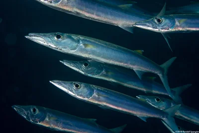 Bigeye Barracuda