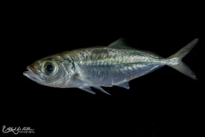 Bigeye Scad