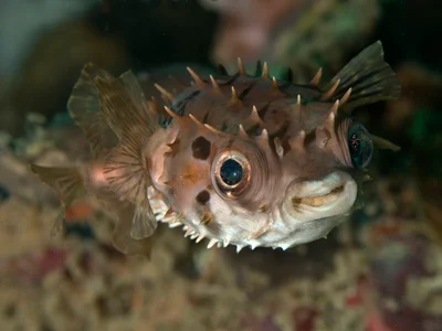 Birdbeak Burrfish