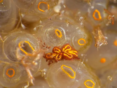 Black Colonial Ascidian