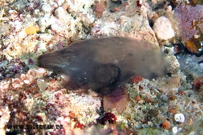 Black-mouth Ascidian