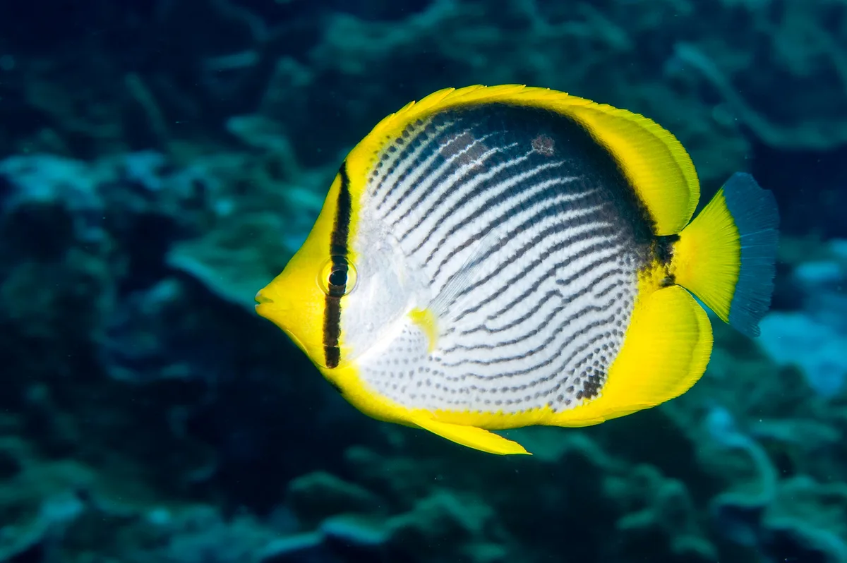 Blackback Butterflyfish