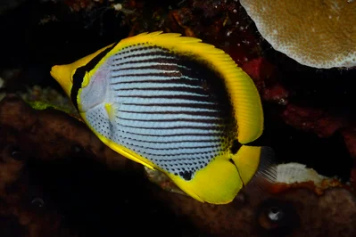 Blackback Butterflyfish