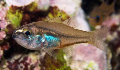 Blackbelly Cardinalfish