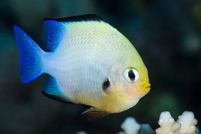 Blackbordered Dascyllus