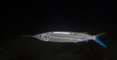Blackedge Halfbeak