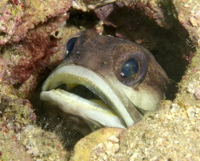 Blackedged Jawfish