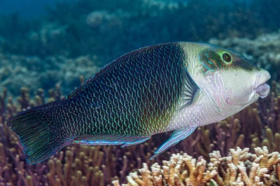 Blackeye Thicklip Wrasse