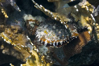 Blacklip Pearl Oyster